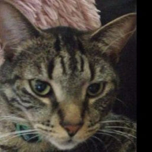 Meet your Posher, Fluxiebabs